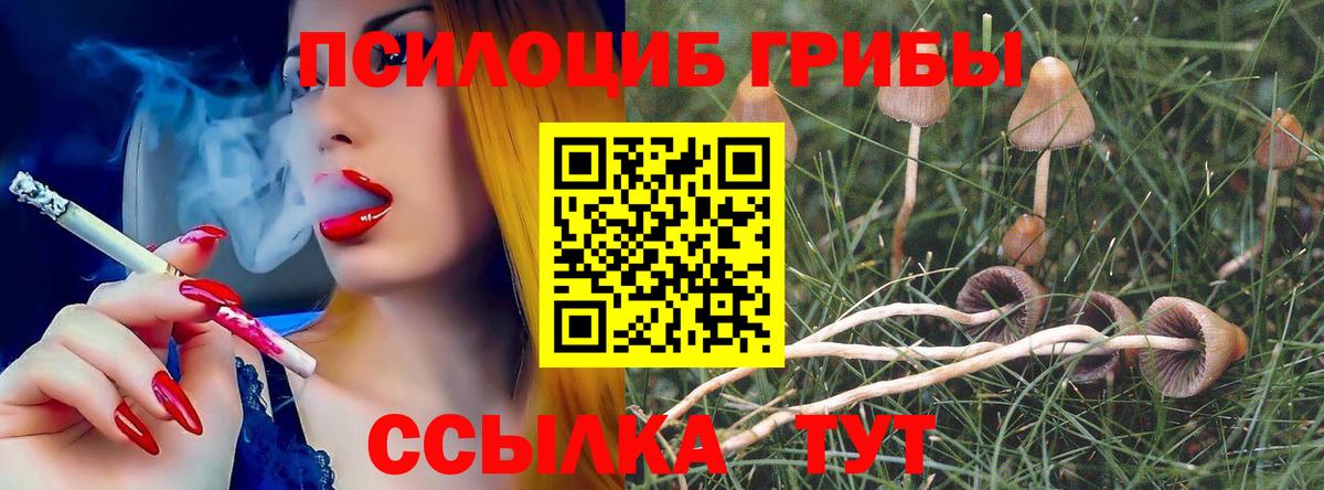 Фрязино  Псилоцибиновые грибы Psilocybe  Вход с VPN 